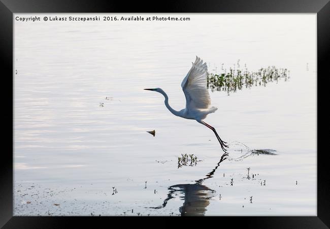 Great Egret bird starting to fly from lake surface Framed Print by Łukasz Szczepański