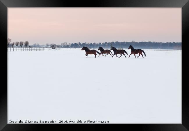 Four horses galloping on snowy paddock Framed Print by Łukasz Szczepański