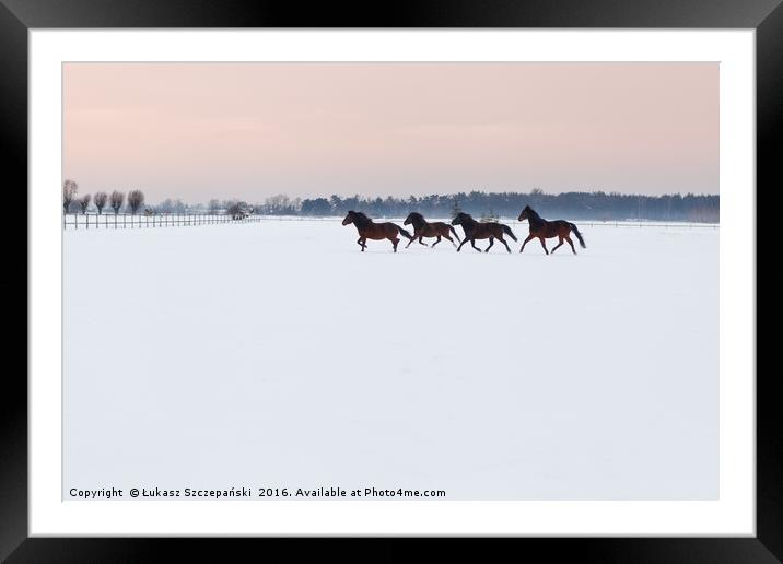 Four horses galloping on snowy paddock Framed Mounted Print by Łukasz Szczepański