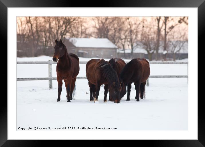 Four horses grazing on snowy pasture Framed Mounted Print by Łukasz Szczepański