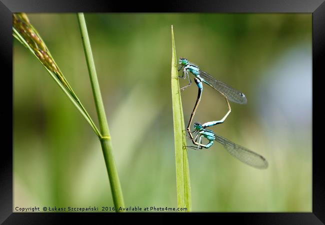 Closeup of green dragonfly copulating Framed Print by Łukasz Szczepański