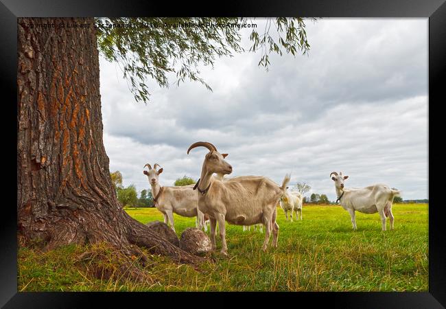 Three goats on green pasture Framed Print by Łukasz Szczepański