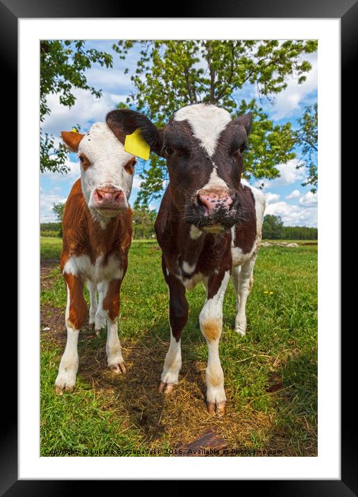 Two cows looking at camera Framed Mounted Print by Łukasz Szczepański