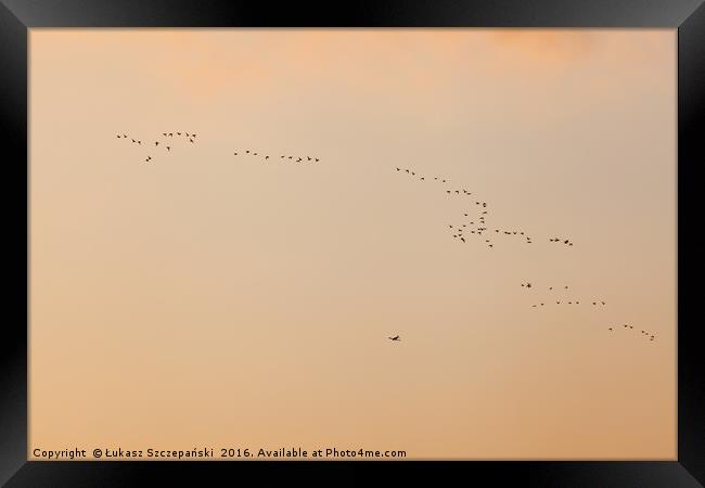 Flock of birds ans plane against orange sky Framed Print by Łukasz Szczepański