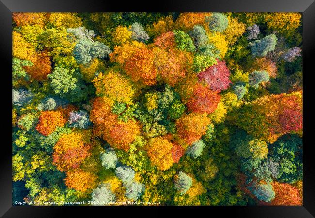 Aerial top down view of vibrant colorful autumn fo Framed Print by Łukasz Szczepański