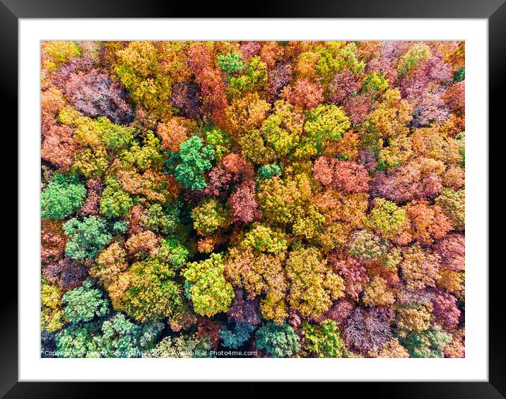 Aerial top down view of colorful autumn forest, vi Framed Mounted Print by Łukasz Szczepański