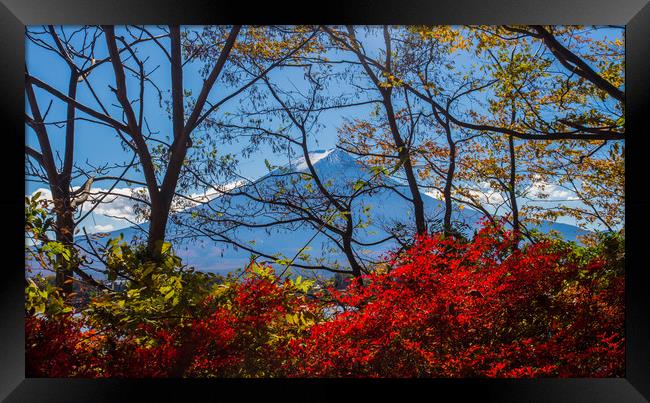 Mt Fuji through the autumn trees Framed Print by Kevin Livingstone
