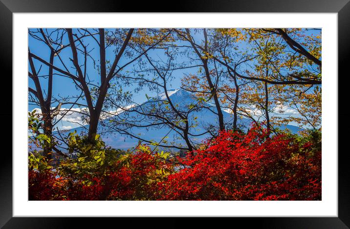 Mt Fuji through the autumn trees Framed Mounted Print by Kevin Livingstone