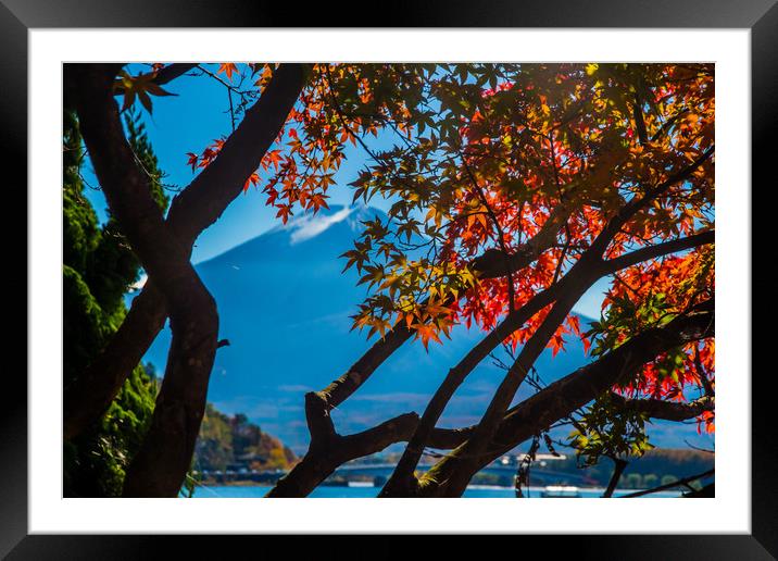 Mt Fuji and Japanese maple trees Framed Mounted Print by Kevin Livingstone