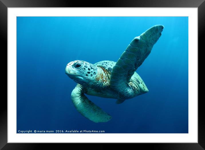 Turtle Underwater Framed Mounted Print by maria munn