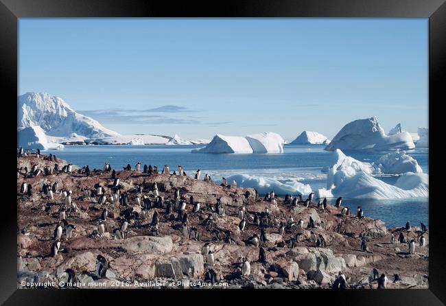 Penguins in the Antarctic Framed Print by maria munn