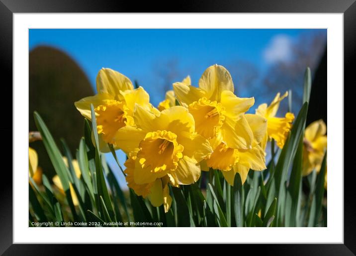 Yellow daffodils and blue sky Framed Mounted Print by Linda Cooke