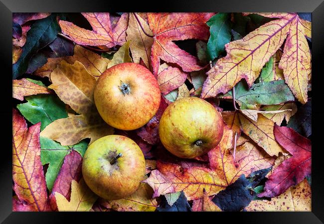 Apples on autumn leaves. Framed Print by Linda Cooke