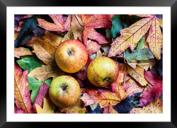 Apples on autumn leaves. Framed Mounted Print by Linda Cooke