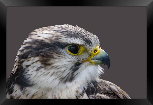 Saker falcon profile Framed Print by Linda Cooke