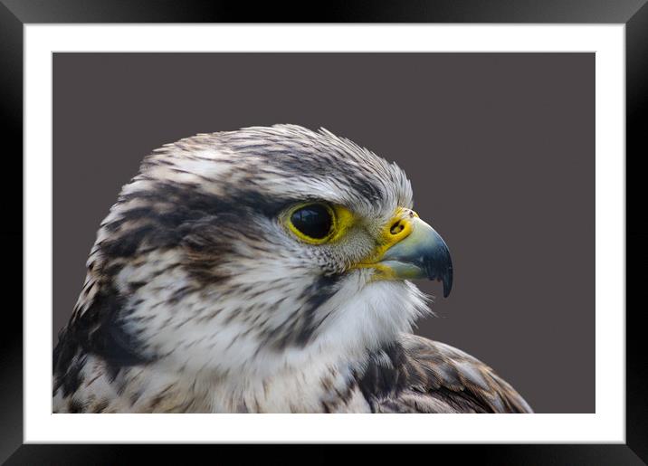 Saker falcon profile Framed Mounted Print by Linda Cooke