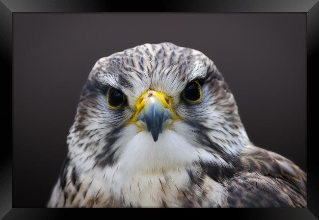 Saker falcon Framed Print by Linda Cooke