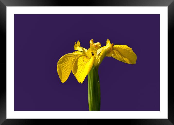 Yellow flag iris Framed Mounted Print by Linda Cooke