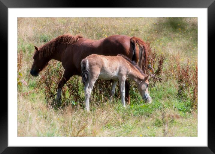 Mare and foal Framed Mounted Print by Linda Cooke