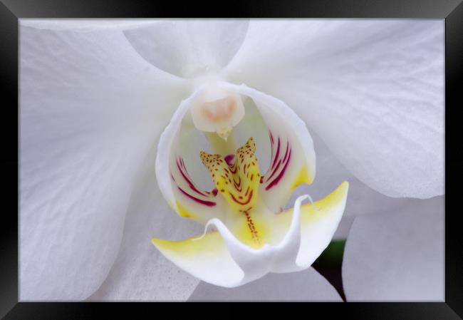 White orchid centre Framed Print by Linda Cooke