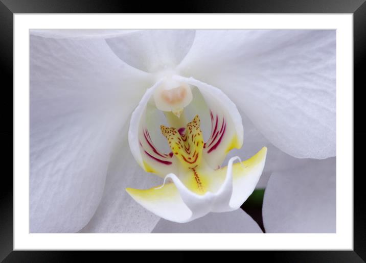 White orchid centre Framed Mounted Print by Linda Cooke