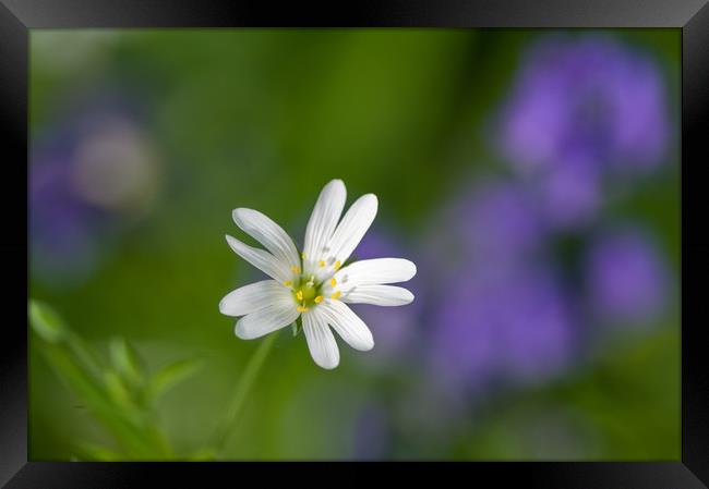 Stitchwort flower Framed Print by Linda Cooke