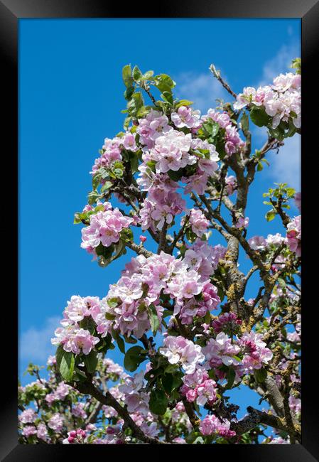 Apple blossom in April Framed Print by Linda Cooke