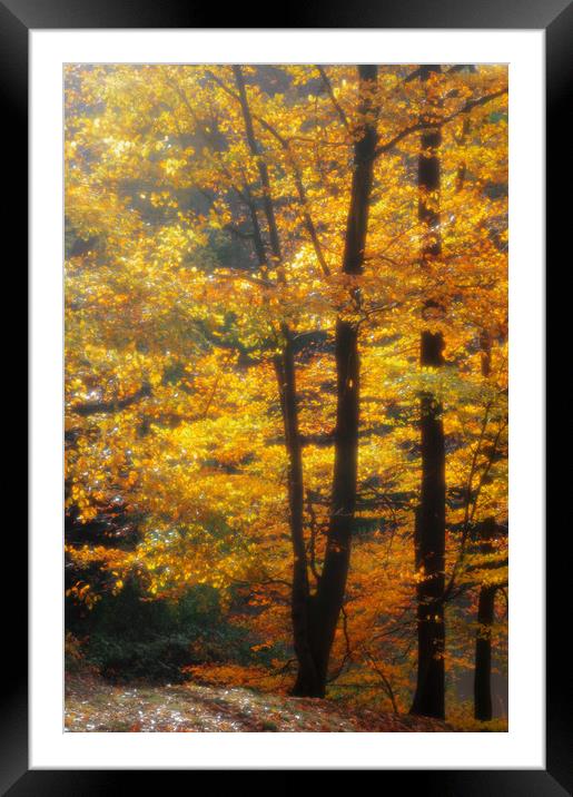 Autumn in the Beechwood Framed Mounted Print by Linda Cooke