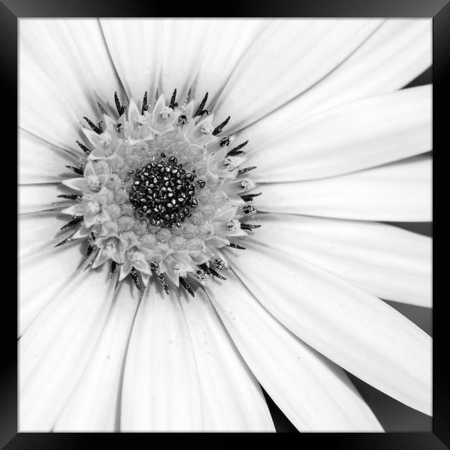 African Daisy Monochrome Framed Print by Linda Cooke