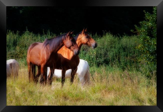 Two bay horses Framed Print by Linda Cooke