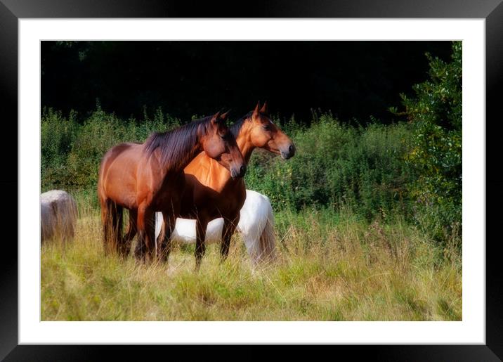 Two bay horses Framed Mounted Print by Linda Cooke