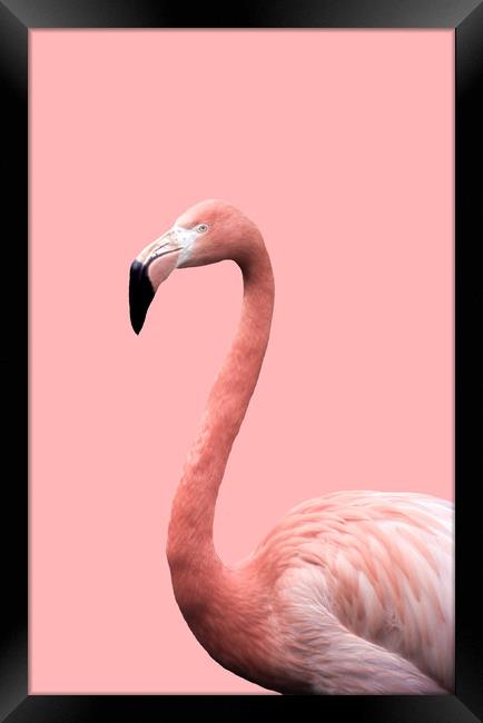Flamingo in Pink Framed Print by Linda Cooke