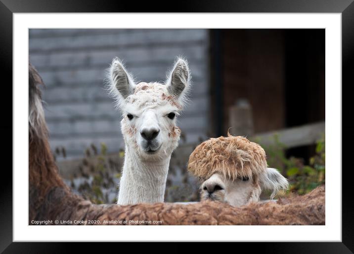 Curious Alpacas Framed Mounted Print by Linda Cooke