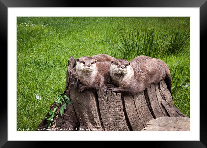 Eurasian Otters Framed Mounted Print by Linda Cooke
