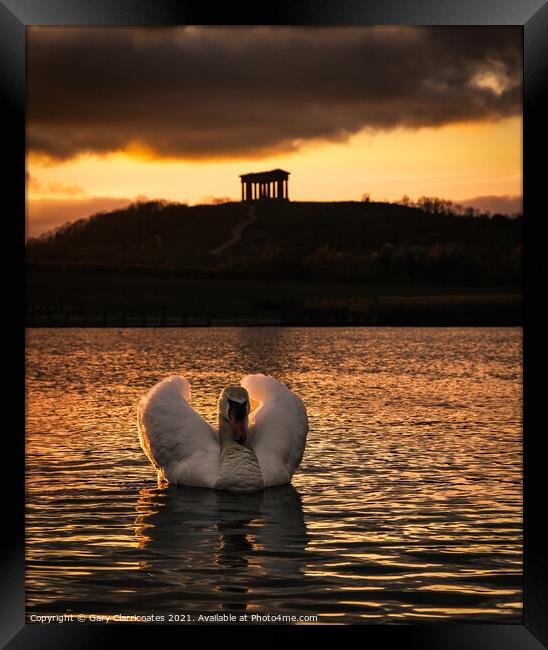 Swan Caught in the Light Framed Print by Gary Clarricoates