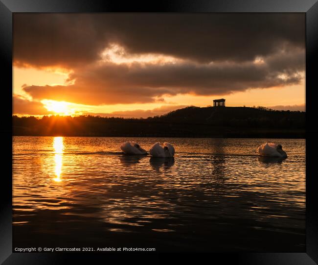 Swans at Sunset Framed Print by Gary Clarricoates