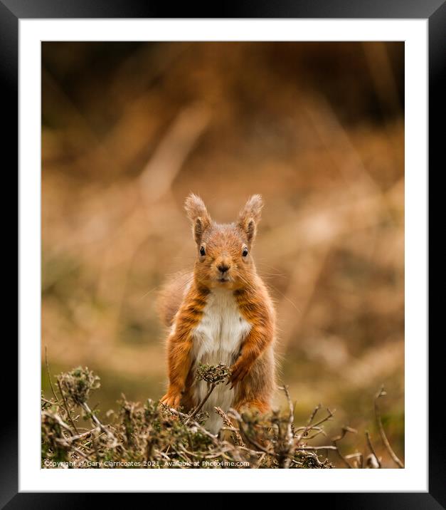 A Red Squirrel standing on a dry grass field Framed Mounted Print by Gary Clarricoates