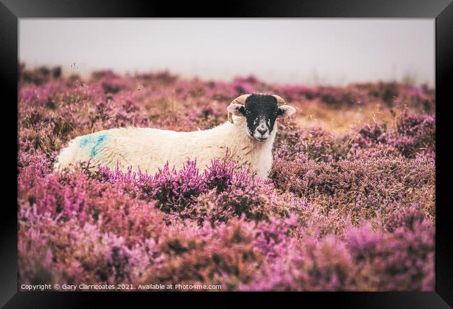 Swaledale Sheep in Heather Framed Print by Gary Clarricoates