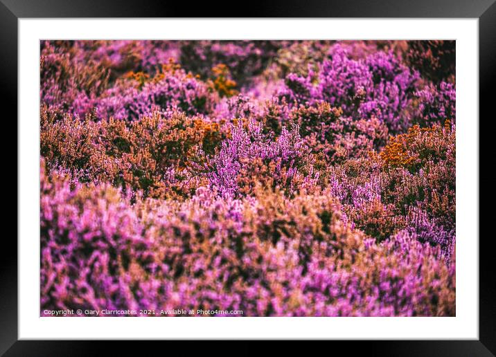 Heather Framed Mounted Print by Gary Clarricoates