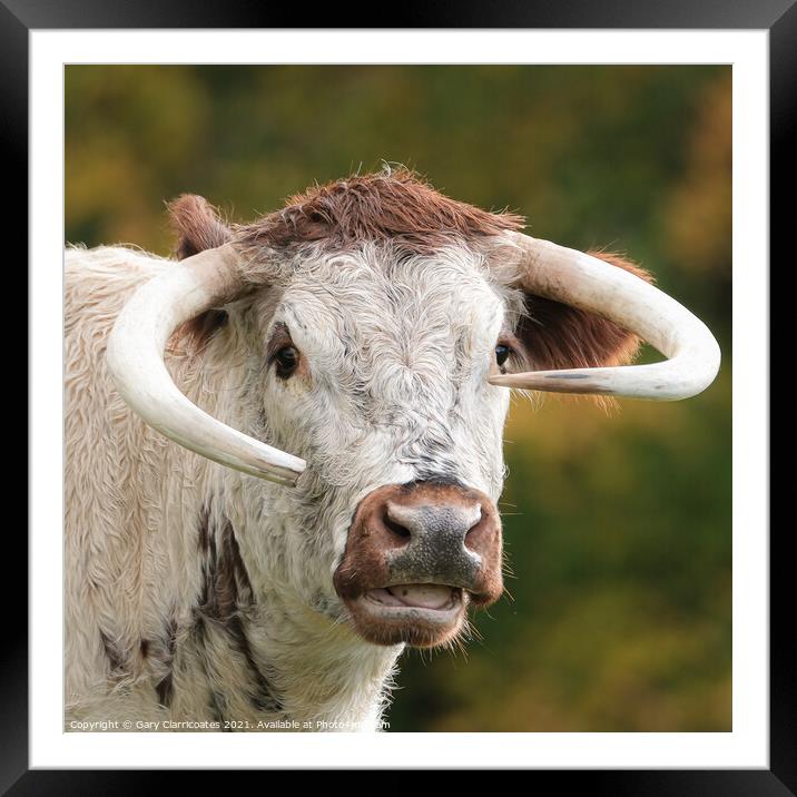 English Longhorn Cow Framed Mounted Print by Gary Clarricoates