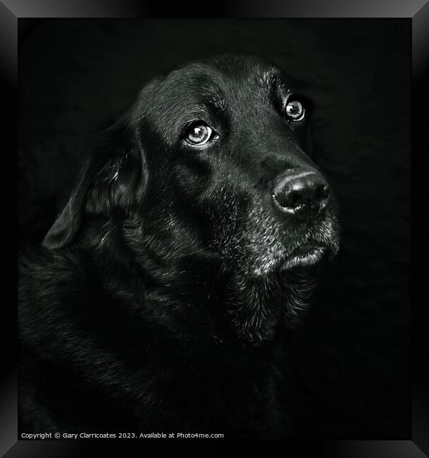 Black Labrador Framed Print by Gary Clarricoates
