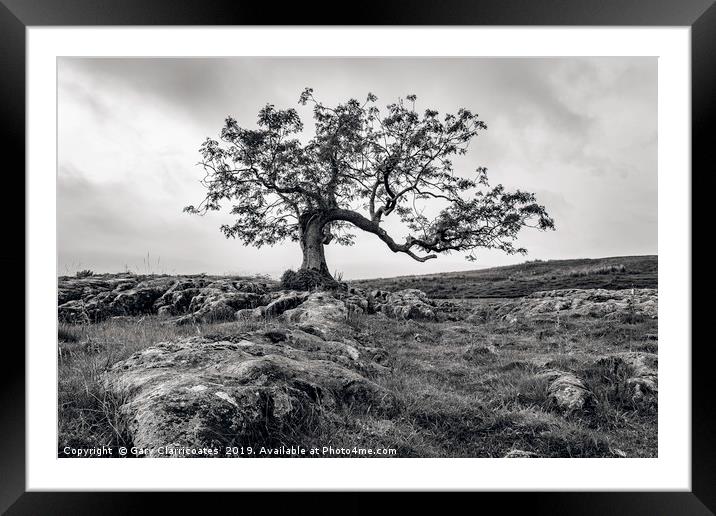 The Limestone Tree Framed Mounted Print by Gary Clarricoates