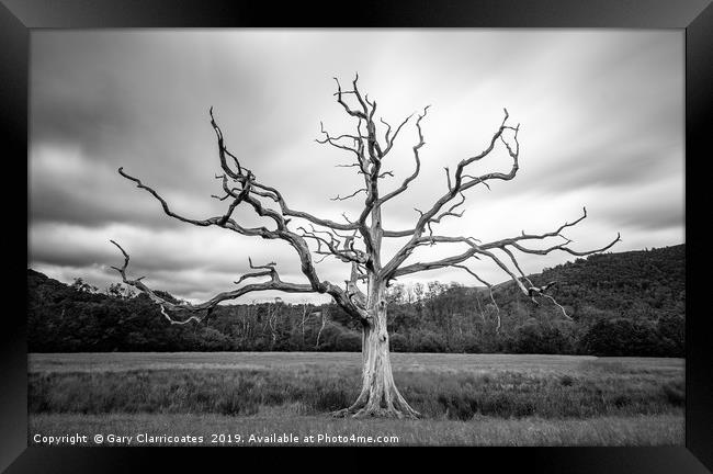 The Dead Tree Framed Print by Gary Clarricoates