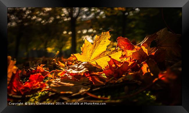Autumn Leaves Framed Print by Gary Clarricoates