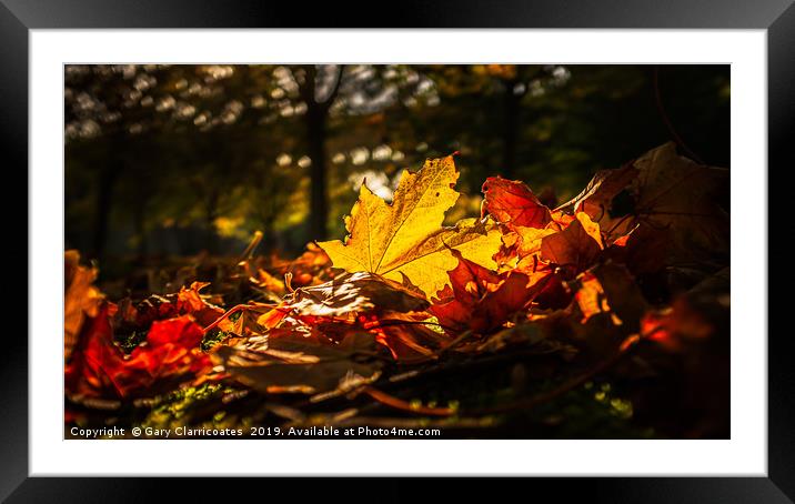 Autumn Leaves Framed Mounted Print by Gary Clarricoates