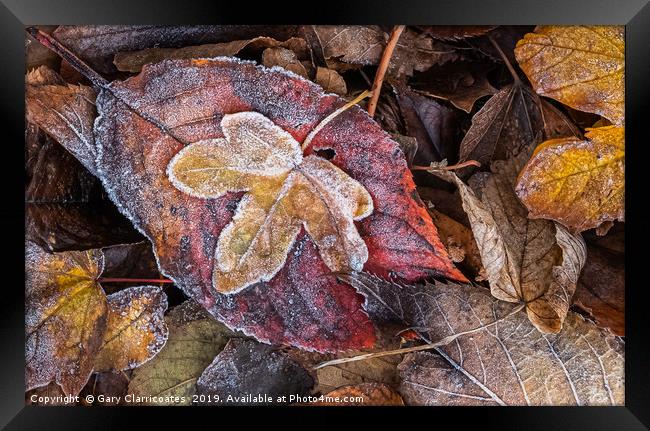 Frosty Autumn Leaves Framed Print by Gary Clarricoates