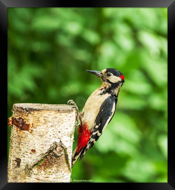 Greater Spotted Woodpecker Framed Print by Gary Clarricoates