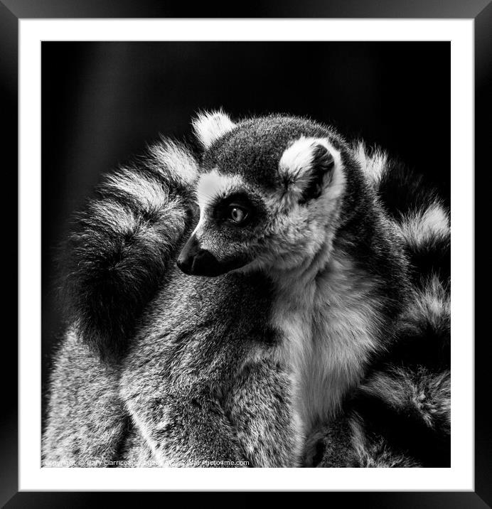The Cold Lemur Framed Mounted Print by Gary Clarricoates