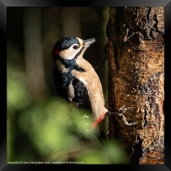 What Woodpeckers Do Framed Print by Gary Clarricoates