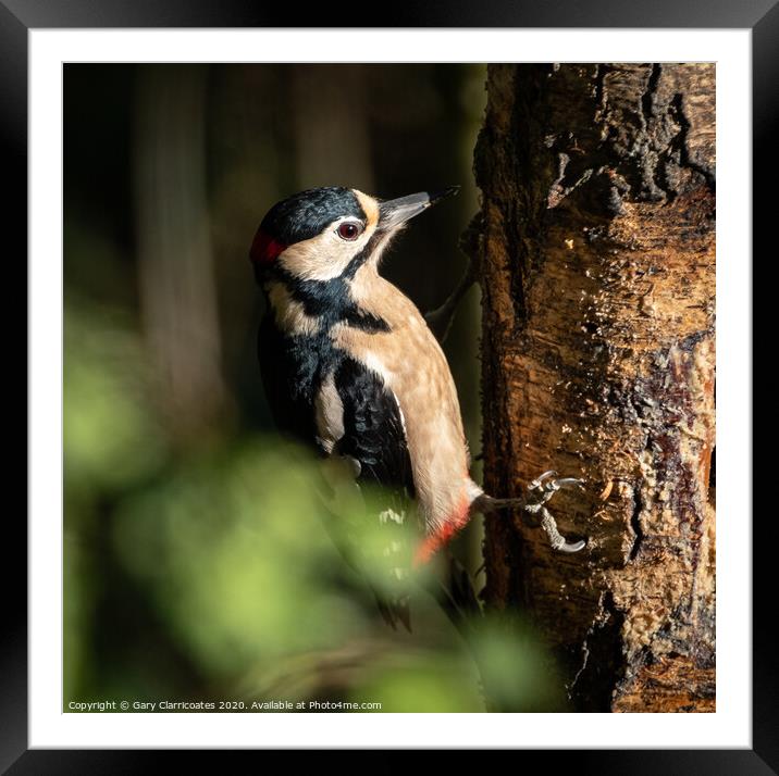 What Woodpeckers Do Framed Mounted Print by Gary Clarricoates